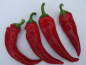 Preview: Bild zu Hungarian Hot Wax