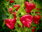Preview: P3142 / Jamaican Hot Red
