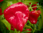 Preview: Bild zu Jamaican Hot Red