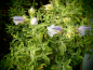 Preview: S033 / Salvia africana-caerulea