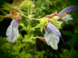 Preview: S049-1 / Salvia chamelaeagnea