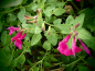 Preview: S078 / Salvia maccelaria