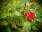 Preview: S080-5 / Salvia miniata