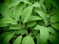 Preview: S091 / Salvia officinalis 'Growers Friend'