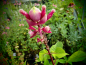 Preview: S106 / Salvia puberula