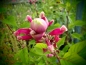 Preview: S106 / Salvia puberula