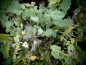 Preview: S120 / Salvia taraxacifolia