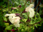 Preview: S133 Salvia 'White Butterfly'