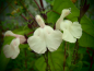 Preview: S133 Salvia 'White Butterfly'