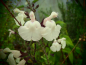 Preview: S133 Salvia 'White Butterfly'