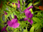 Preview: S134 Salvia 'Gypsy'