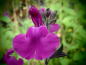 Preview: S134 Salvia 'Gypsy'