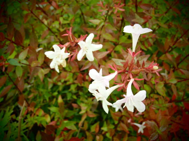 00701 / Abelia grandiflora