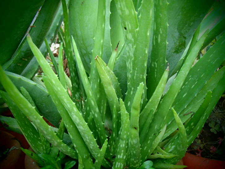 00781 / Aloe vera barbadensis