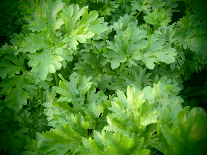 00815 / Apium graveolens var. graveolens