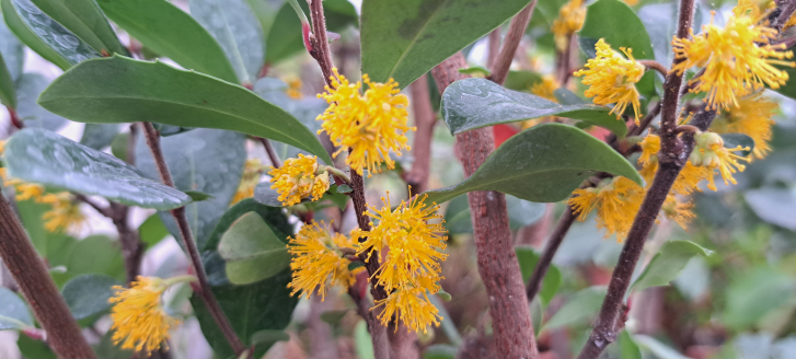 00873-1 / Azara dentata