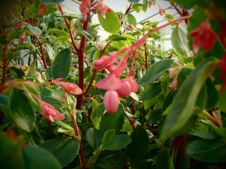 00918 / Begonia fuchsoides 'Rosa'