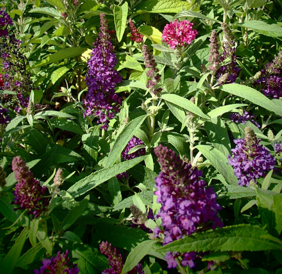 Bild zu Erdbeergewürzstrauch