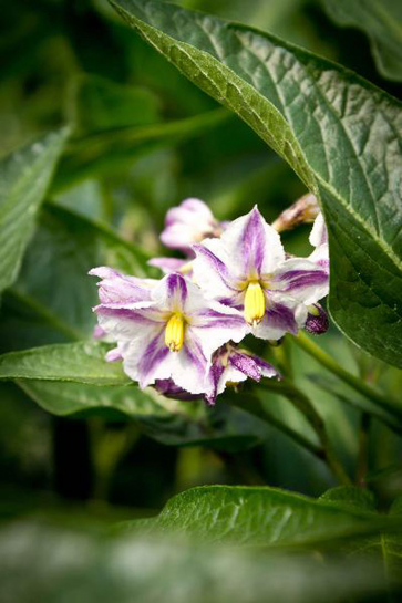 23982 / Solanum muricatum