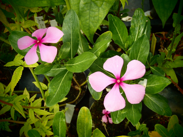 10333 / Catharanthus roseus
