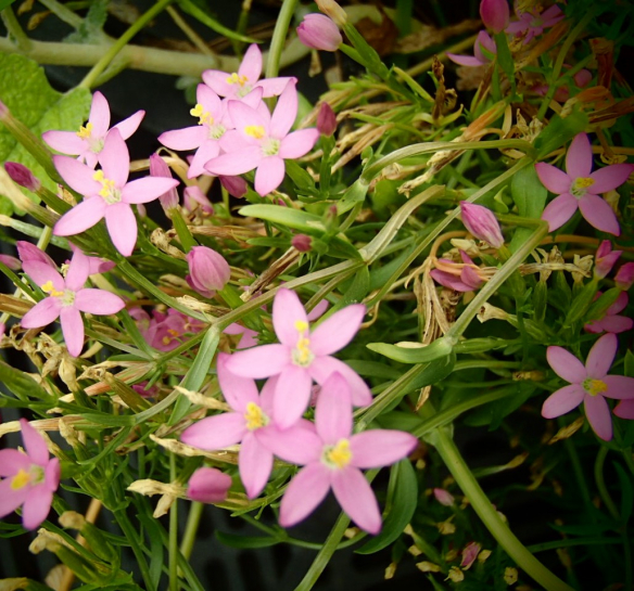 10516 / Centaurium erythraea