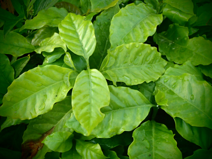 11060 / Coffea arabica