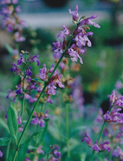 S075 / Salvia lavendulifolia