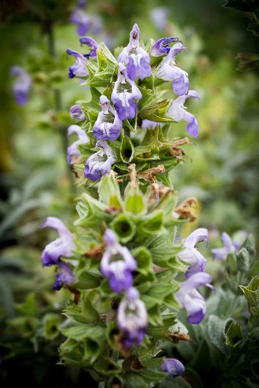 S097-1 / Salvia officinalis 'Nazareth'