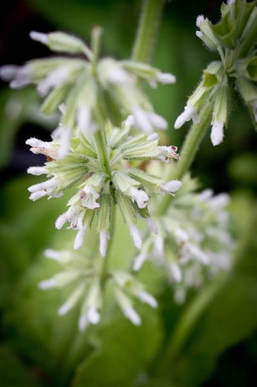 S129-1 / Salvia verticillata 'Alba'