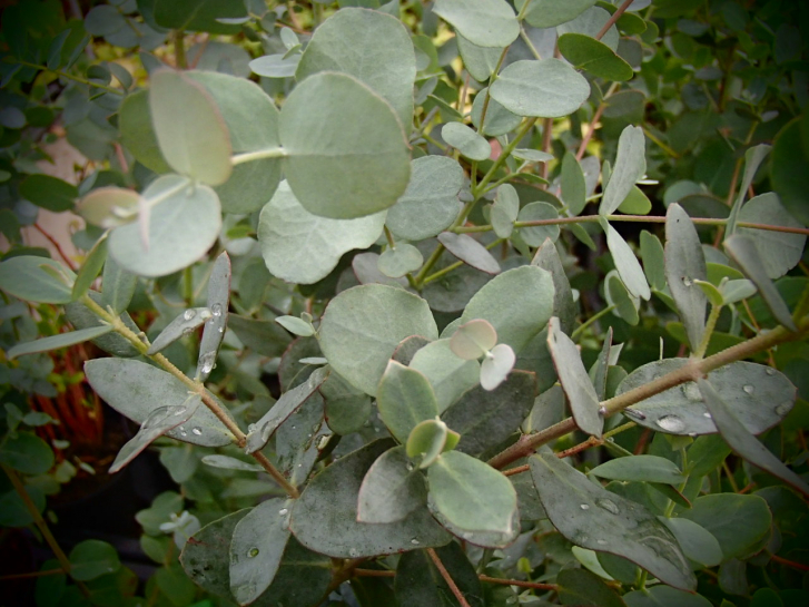 13321 / Eucalyptus gunii