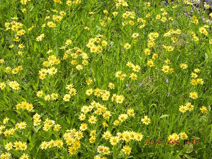 00836 / Arnica chamissonis ssp. foliosa