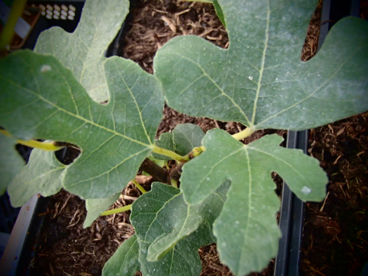 Bild zu Turkey Brown