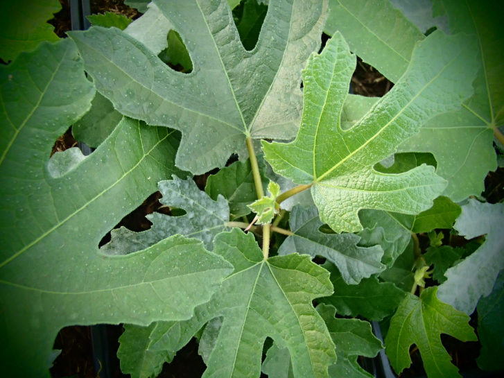 Bild zu Bornholm Feige