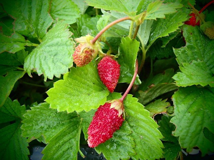 Bild zu Erdbeere - Regina