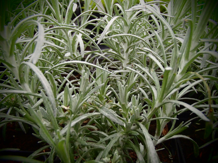15179 / Helichrysum italicum