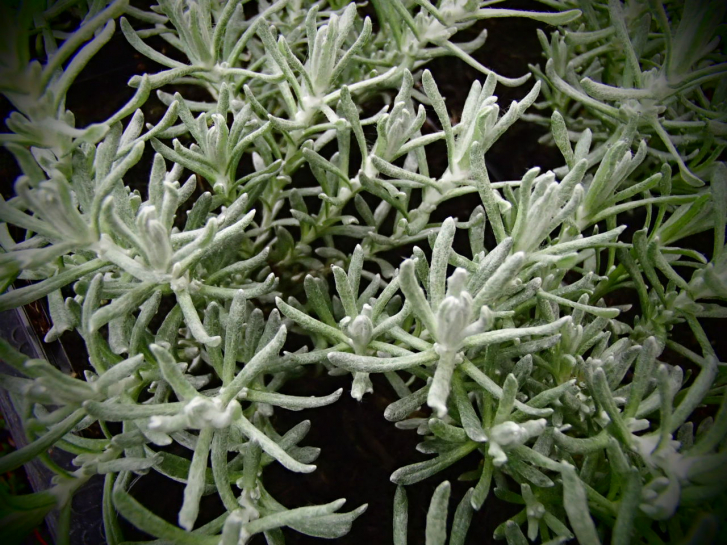 15181 / Helichrysum italicum ssp. serotinum
