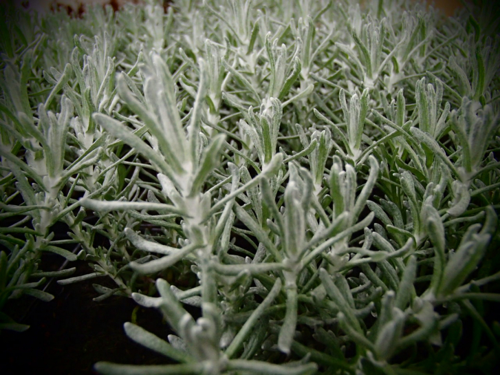 15181 / Helichrysum italicum ssp. serotinum