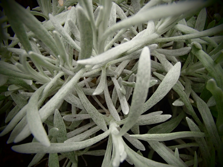 15182 / Helichrysum italicum 'Weisses Wunder'