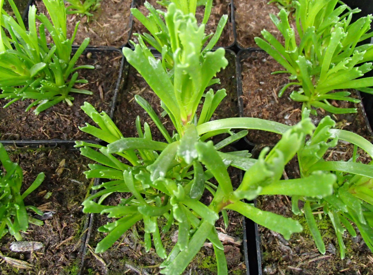 16078 / Inula crithmoides