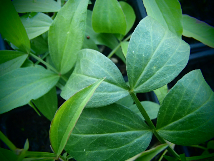 16100 / Lathyrus vernus 'Rosea'