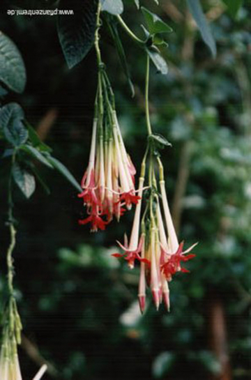 14077 / Fuchsia boliviana