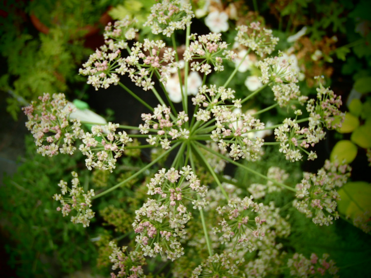17720 / Ligusticum mutellina