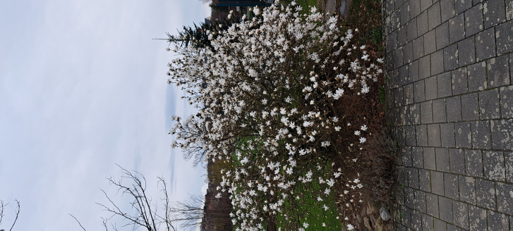 Bild zu Tulpen-Magnolie
