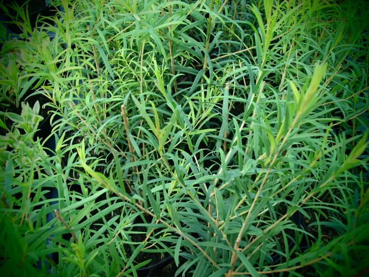 18220 / Melaleuca alternifolia