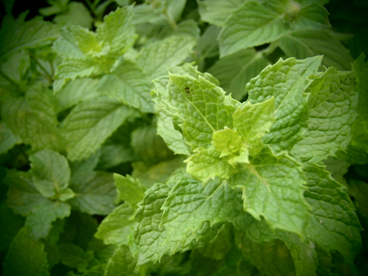 18791 / Mentha species