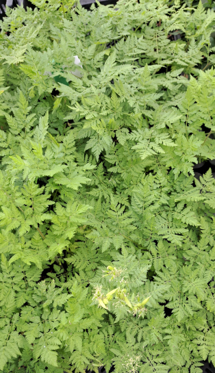 19080 / Myrrhis odorata
