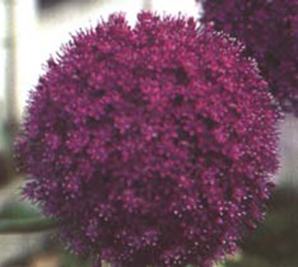 7580 / Allium aflatunense 'Purple Sensation'