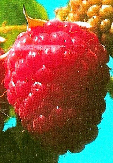 22248 / Rubus idaeus Meeker