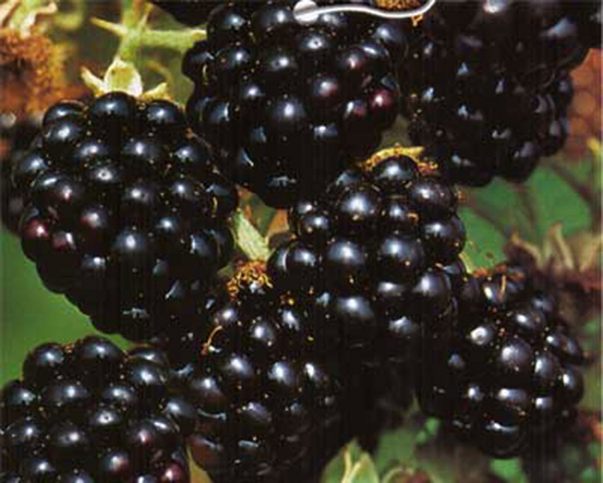 22221 / Rubus fruticosus 'Black Satin'