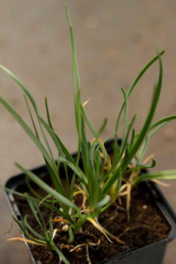 7769 / Allium senescens ssp. montanum